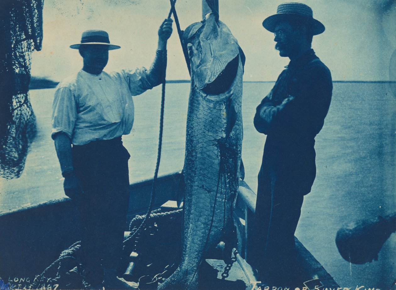 "Tarpon ou Silver King", 29 de outubro de American Photographer