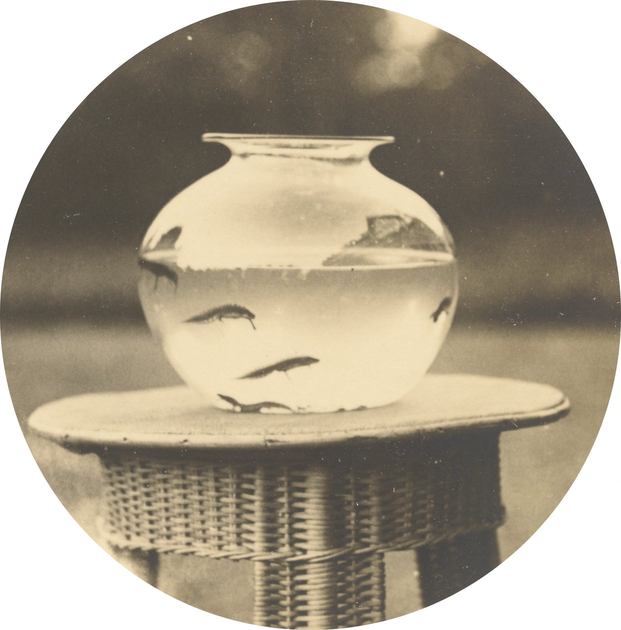 Sem título (Fishbowl),c. 1888 (foto) de American Photographer