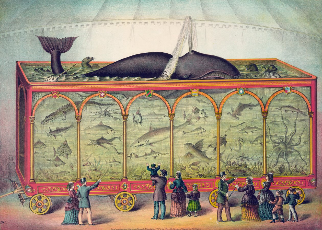 Aquário de circo do século XIX de American School