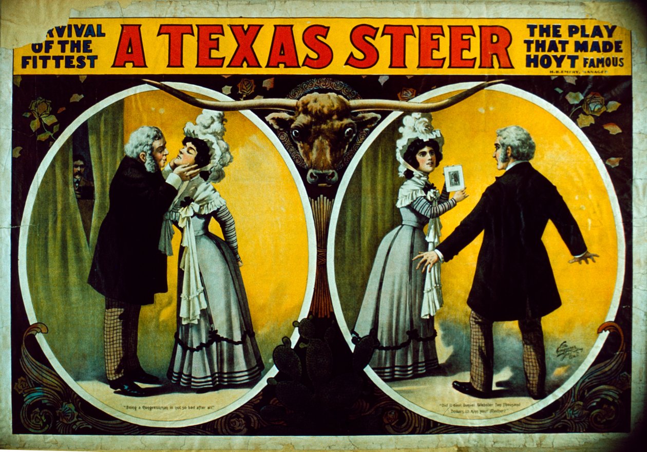 Um boi texas de American School
