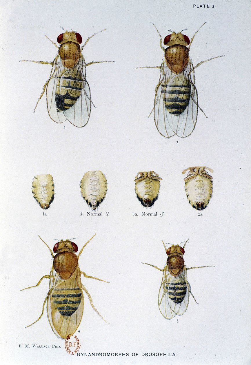 Abeilles - em "Contribuições para a genética da drosophila melanogaster", Thomas H. Morgan de American School