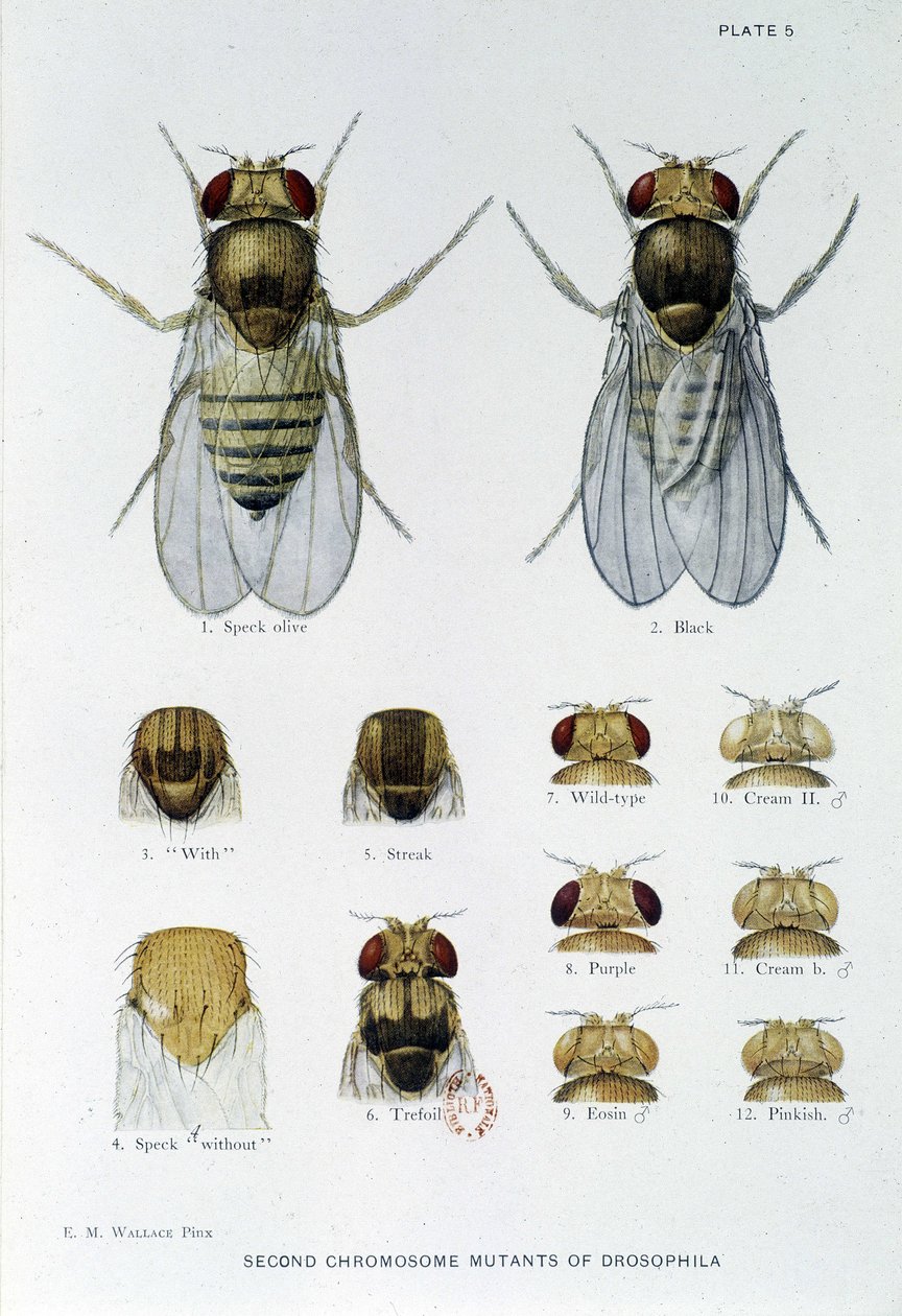Abeilles - em "Contribuições para a genética da drosophila melanogaster", Thomas H. Morgan de American School