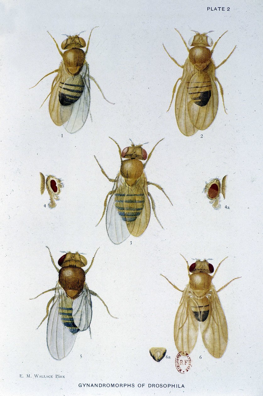Abeilles - em "Contribuições para a genética da drosophila melanogaster", Thomas H. Morgan de American School