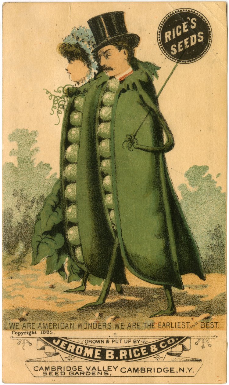 Anúncio para Sementes de Arroz (cor litho) (recto de 3601175) de American School