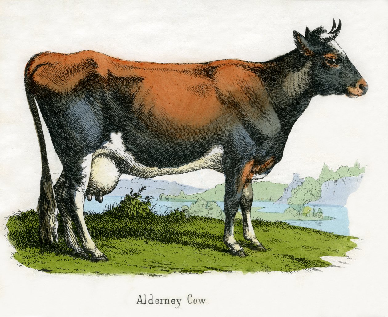 Alderney Cow, de The Natural History of Animals de American School