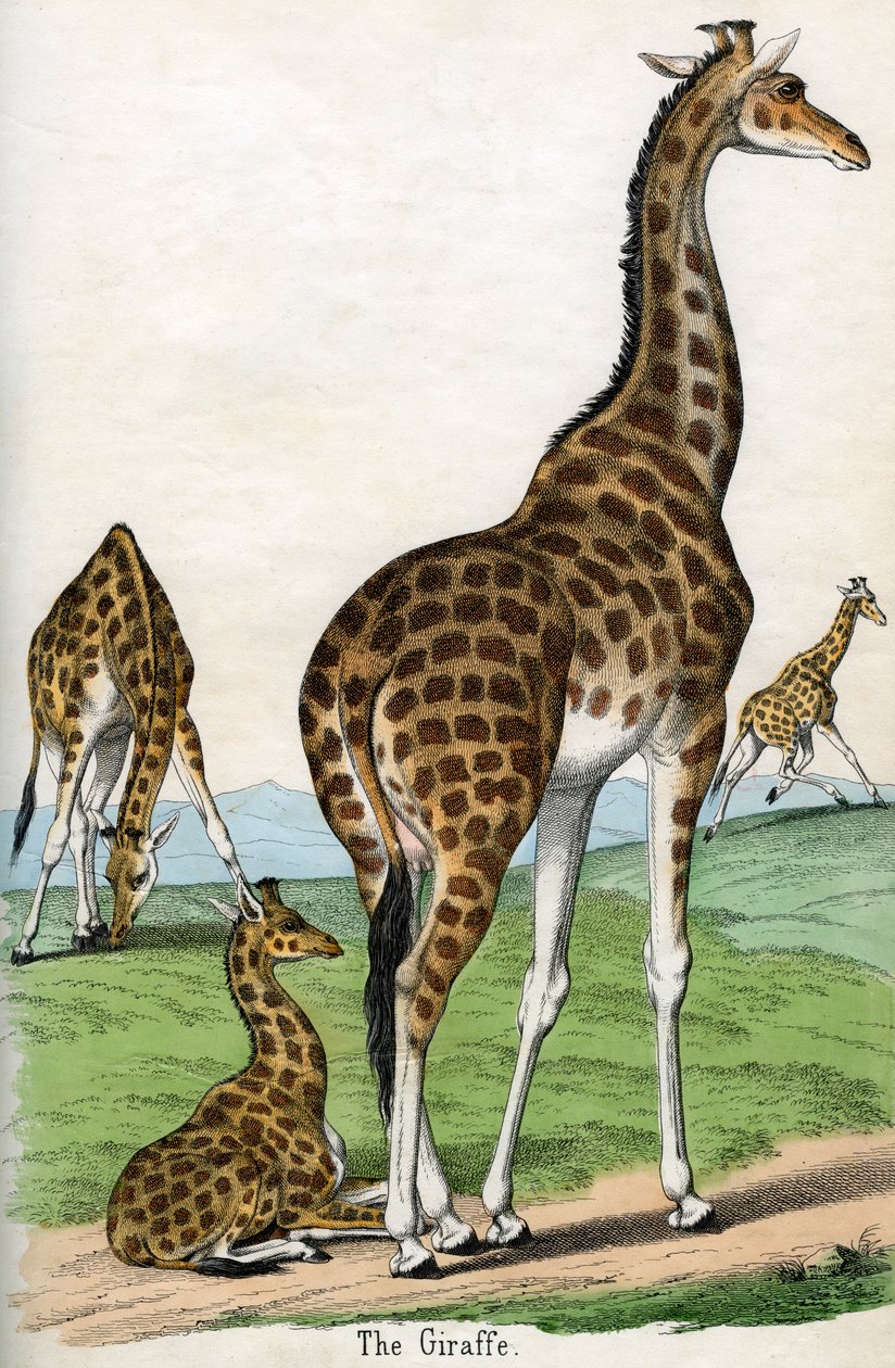 Impressão Antiquada de Girafas de American School
