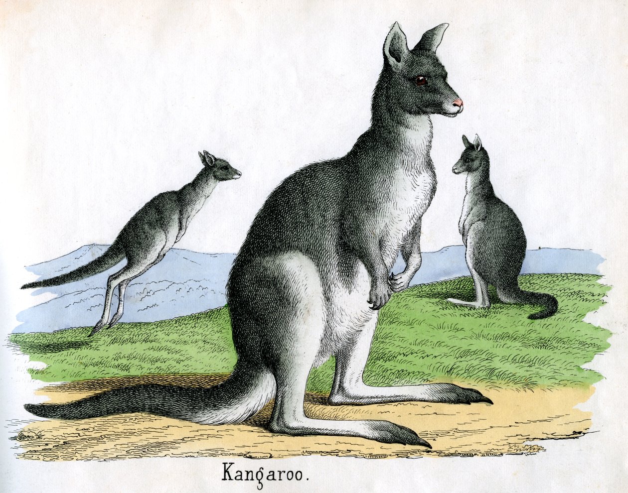 Impressão Antiga de Cangurus de American School