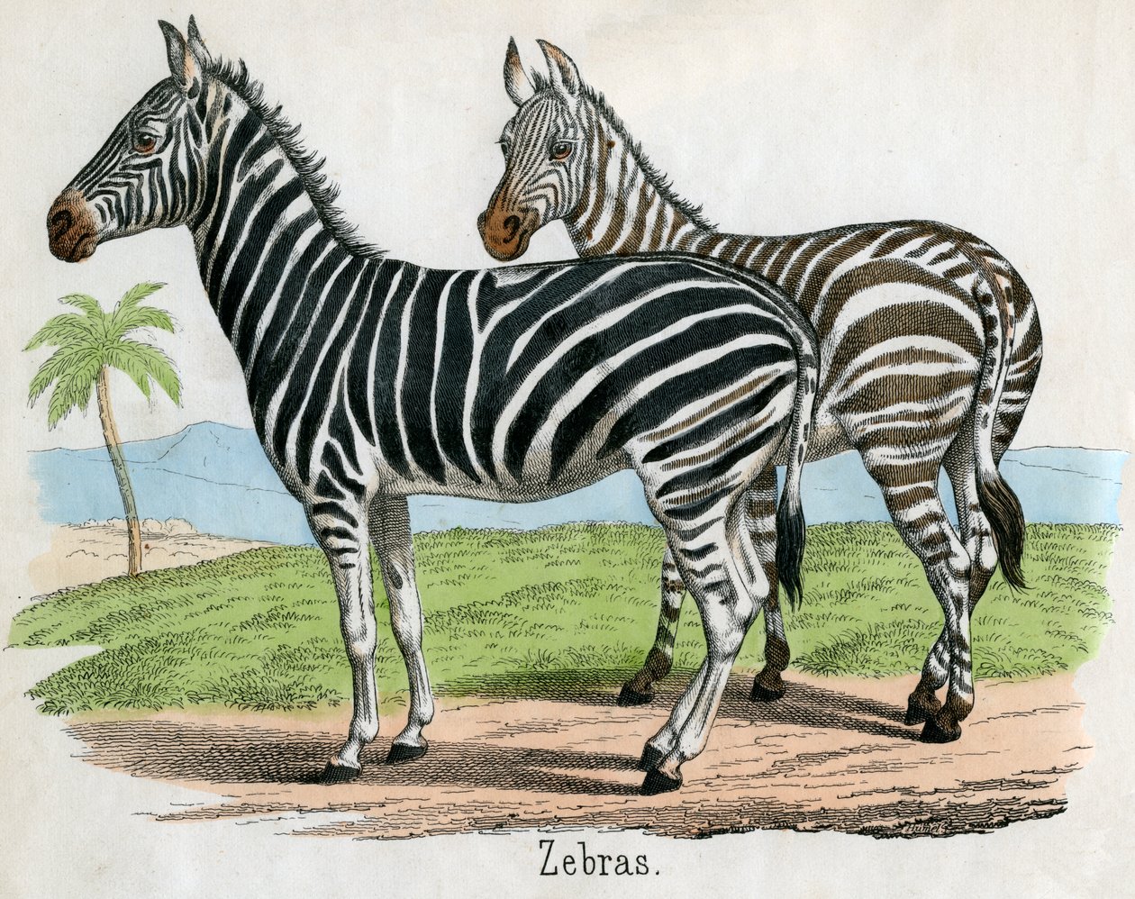 Impressão Antiga de Zebras de American School