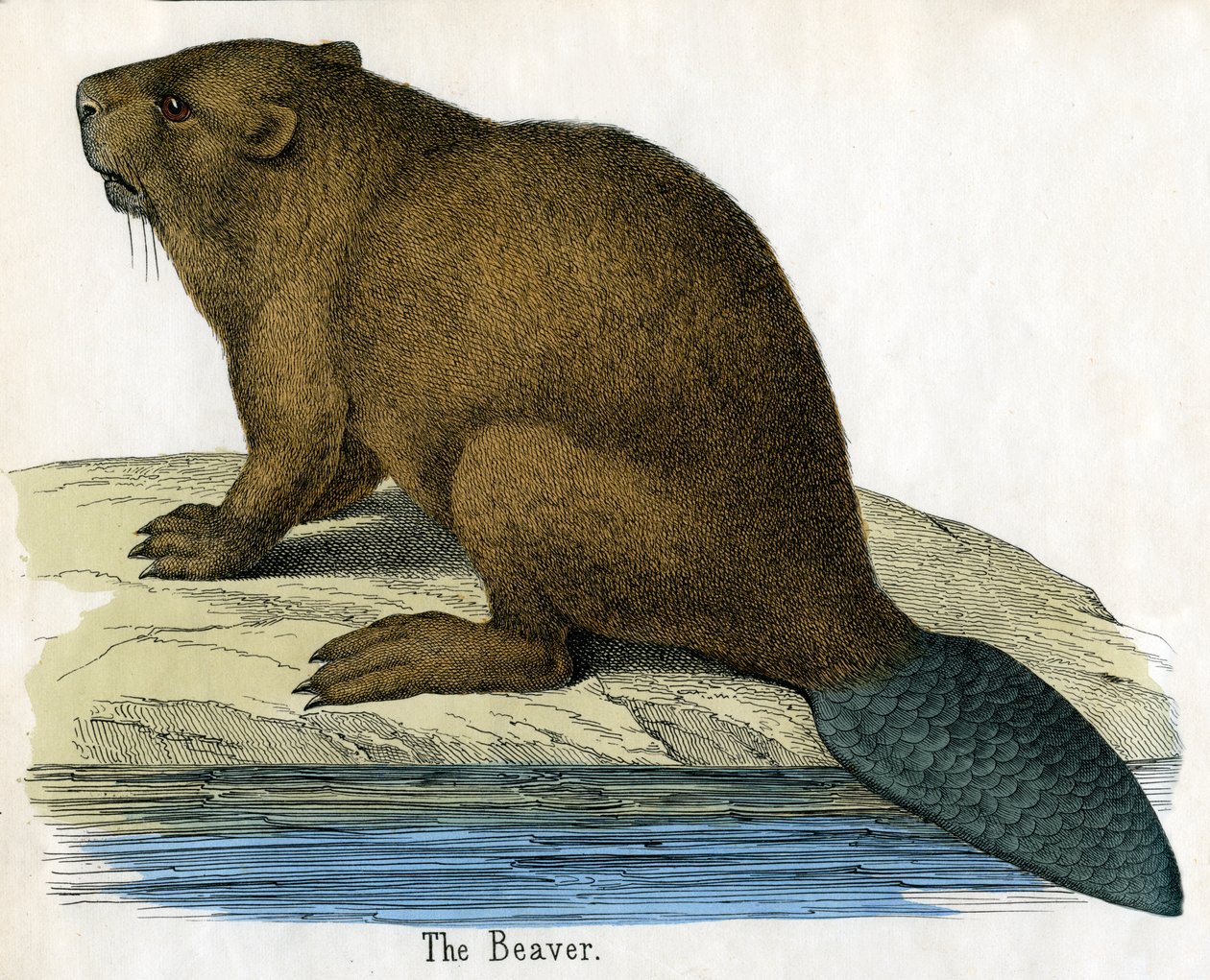 Impressão Antiga de um Castor de American School