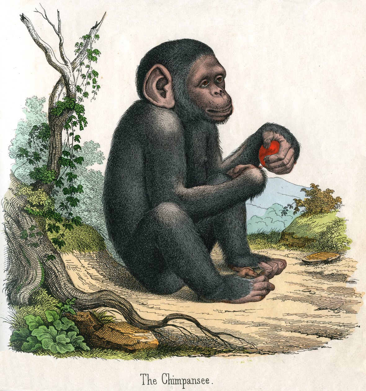 Impressão Antiga de um Chimpanzé de American School