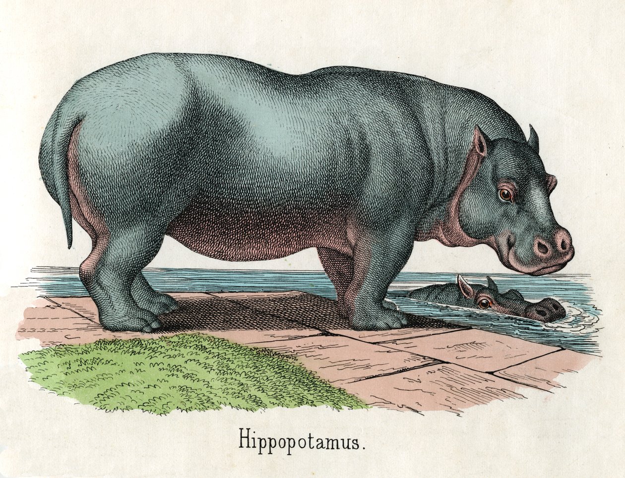 Impressão Antiga de um Hipopótamo de American School