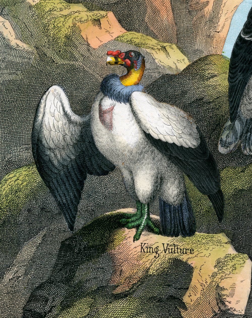 Impressão antiga de um abutre rei de American School