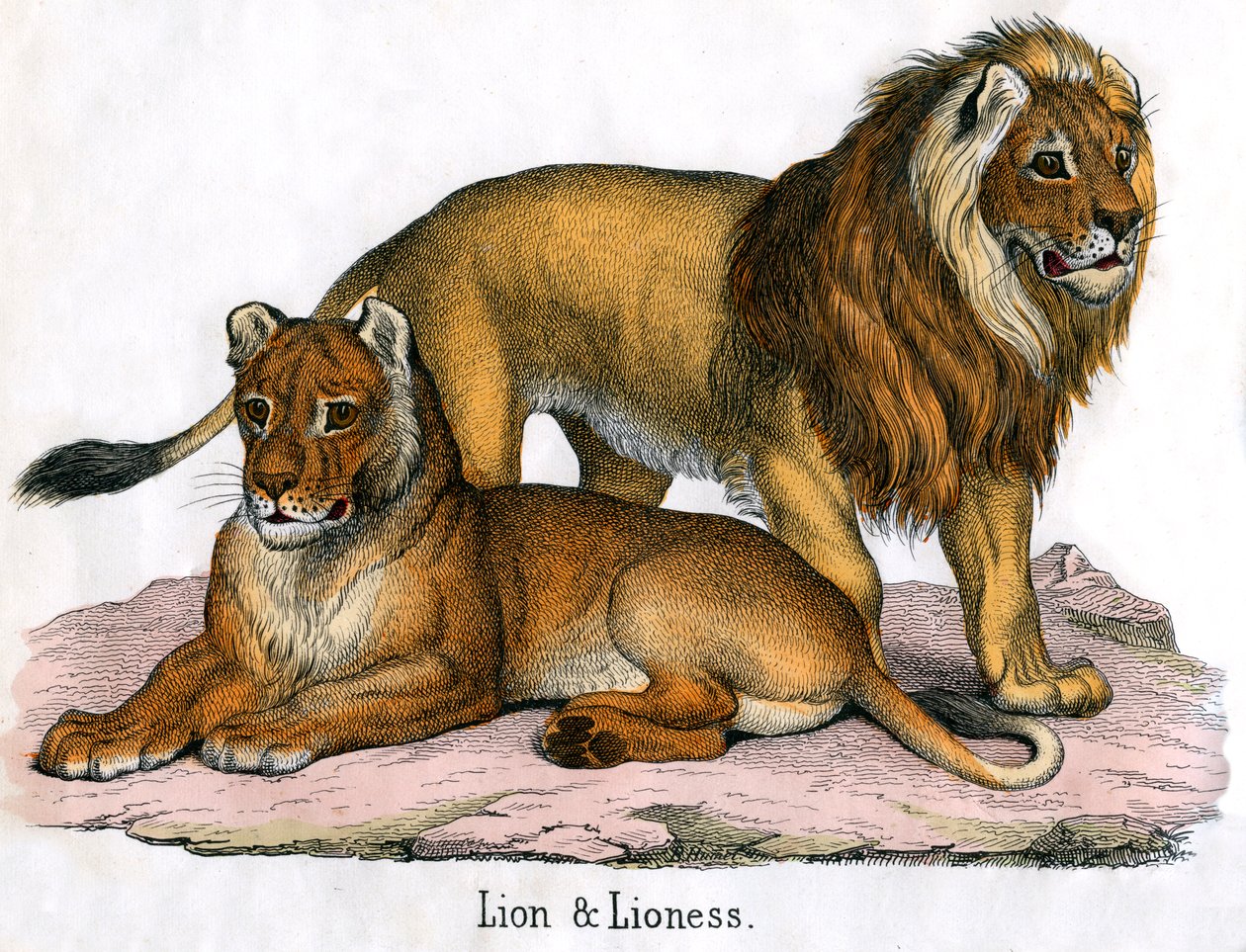 Impressão Antiga de um Leão e Lioness de American School