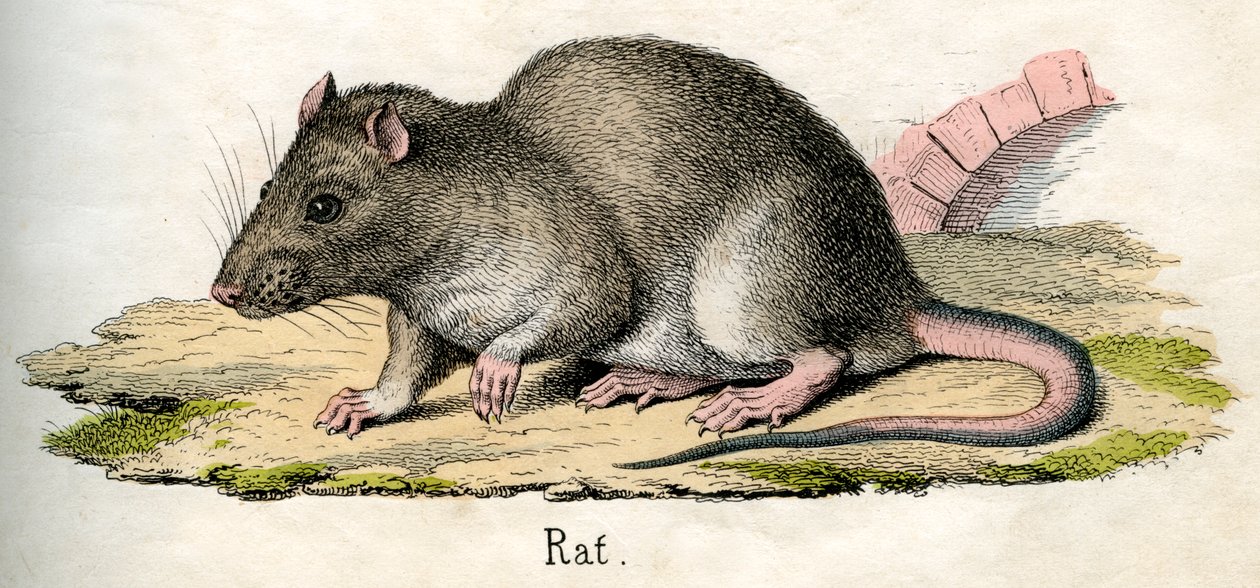 Impressão Antiquada de um Rato de American School