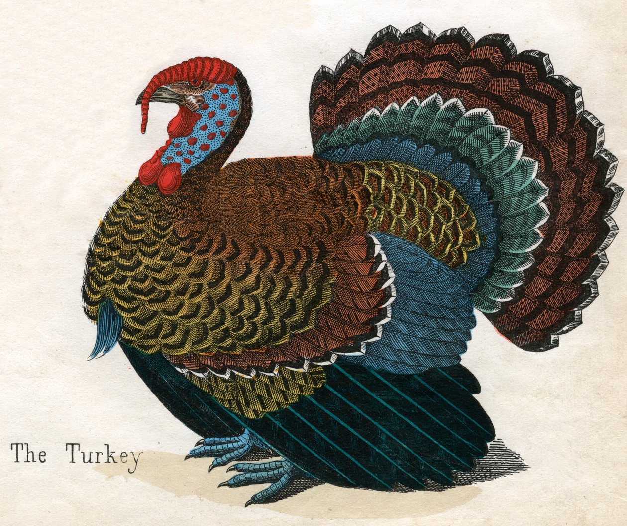 Antique Print of a Turkey de American School