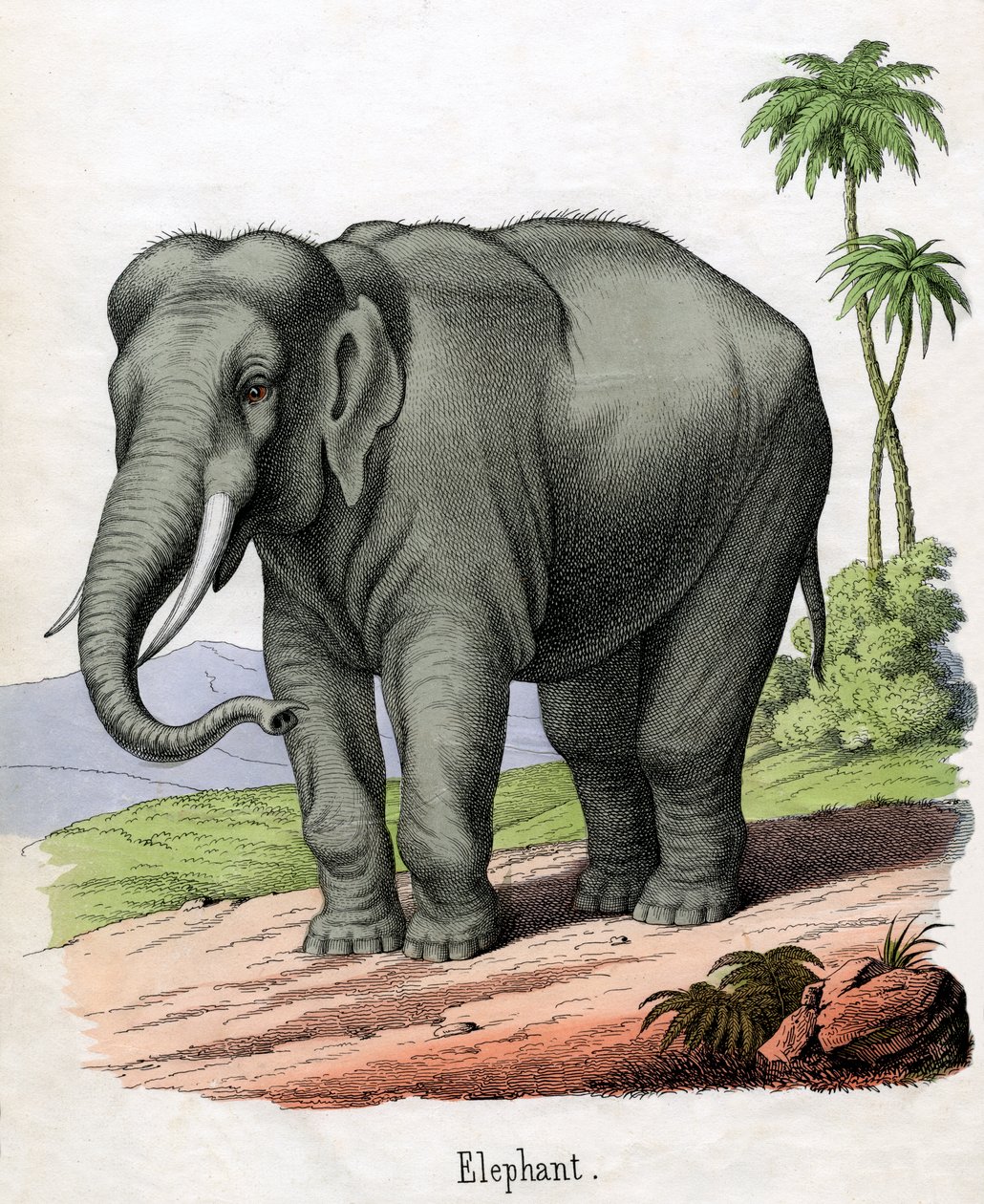 Impressão Antiga de um Elefante de American School