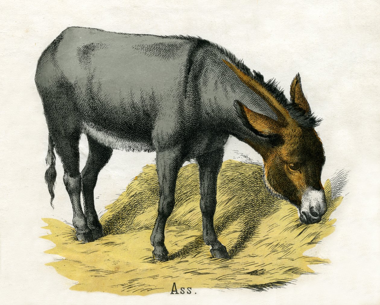 Asno, de A História Natural dos Animais de American School
