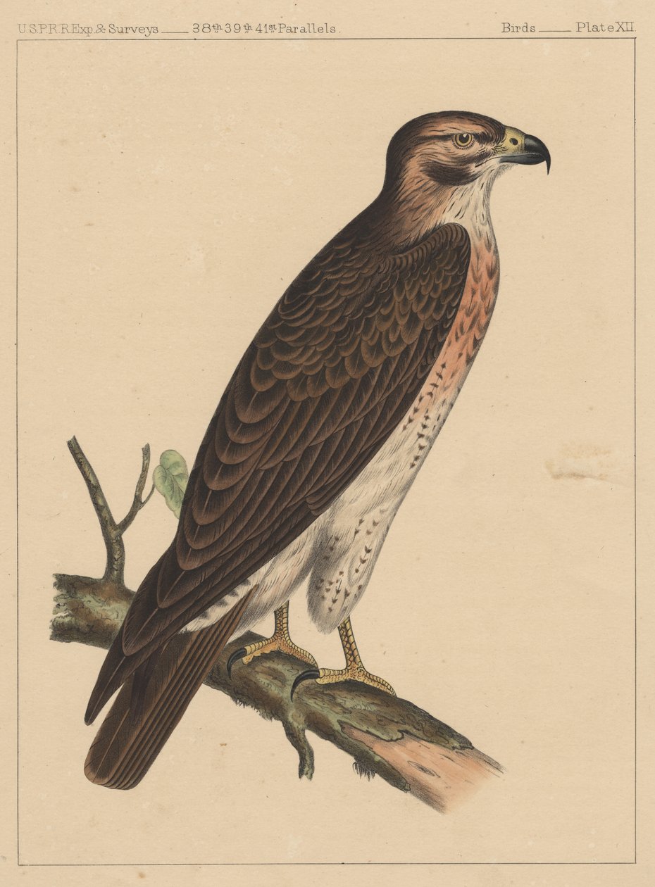Pássaros, Placa XII, 1855 de American School