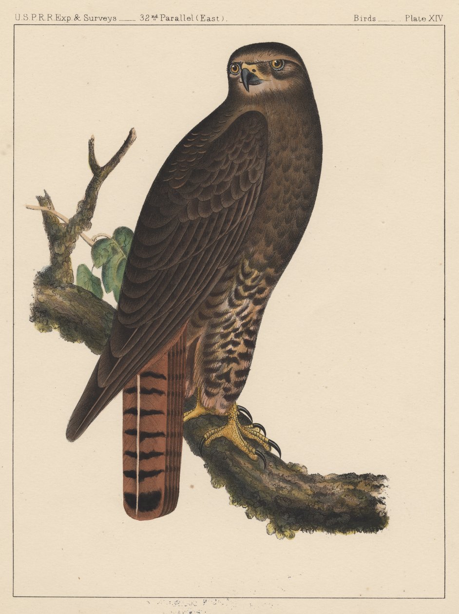 Pássaros, Placa XIV, 1855 de American School