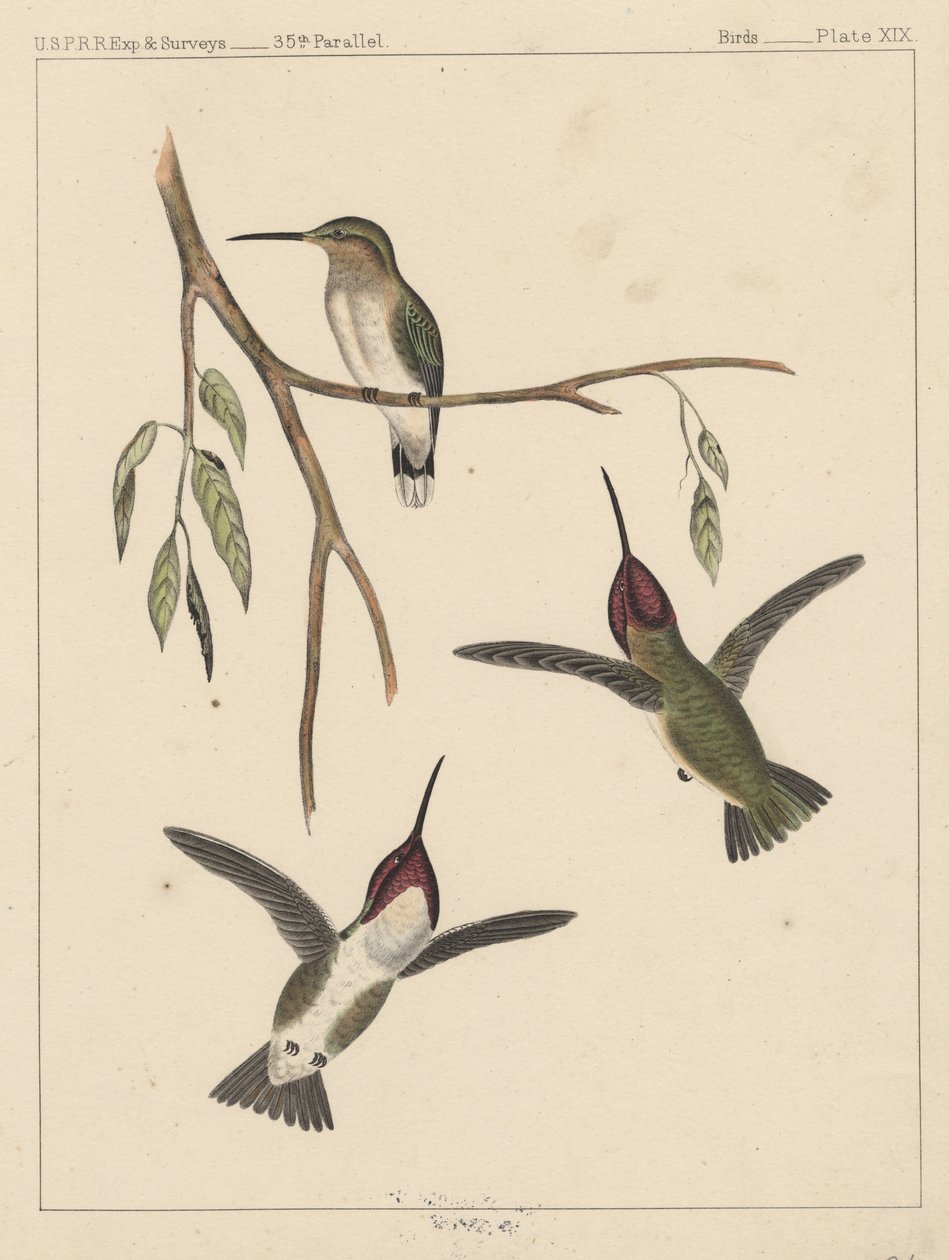 Pássaros, Prato XIX, 1855 de American School