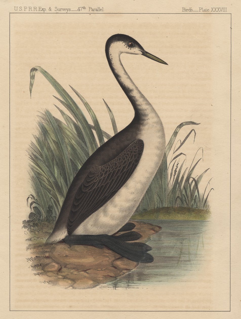 Aves, Placa XXXVIII, 1855 de American School