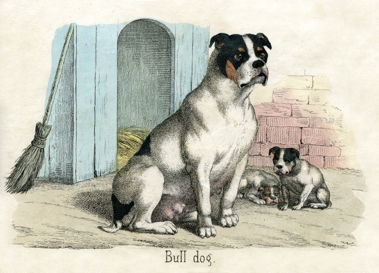 Bulldog, de A História Natural dos Animais de American School