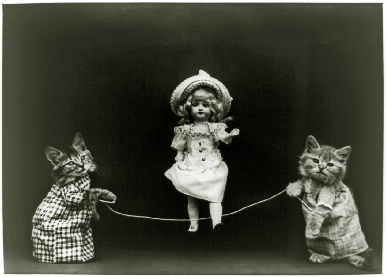 Curiosidade do gato, 1891 de American School