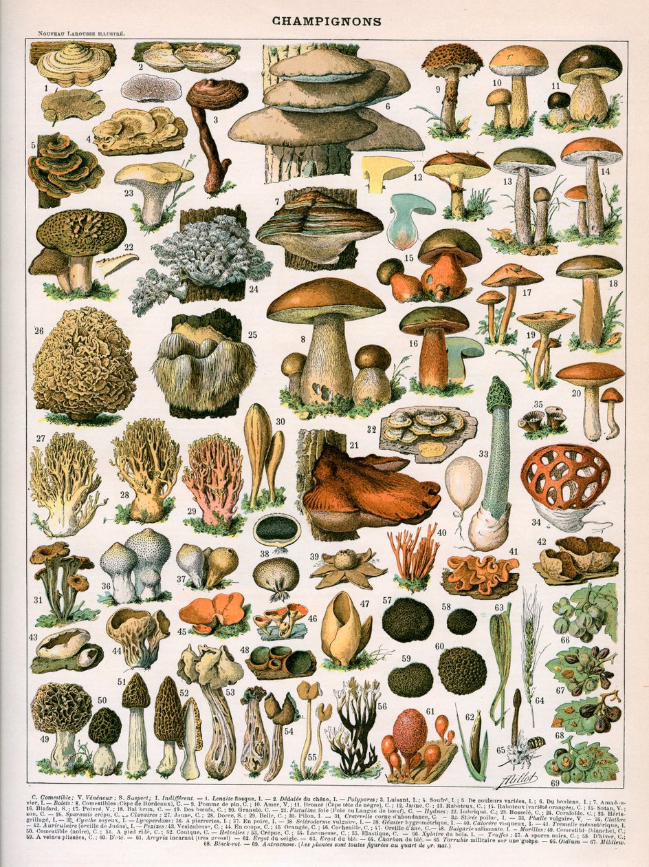 Gravura decorativa de "Champignons" de Demoulin de American School