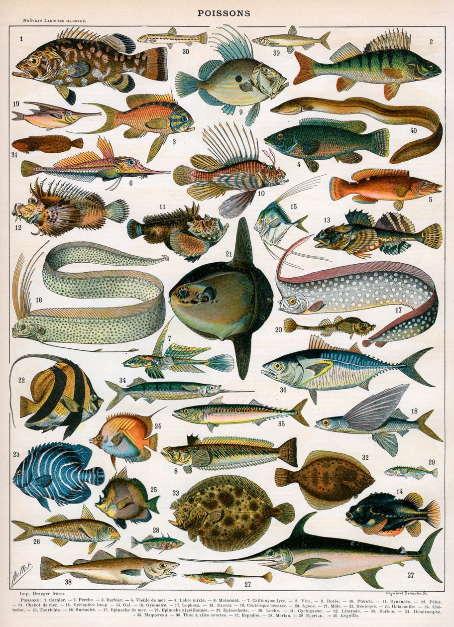 Gravura decorativa de "Poissons" de Demoulin de American School