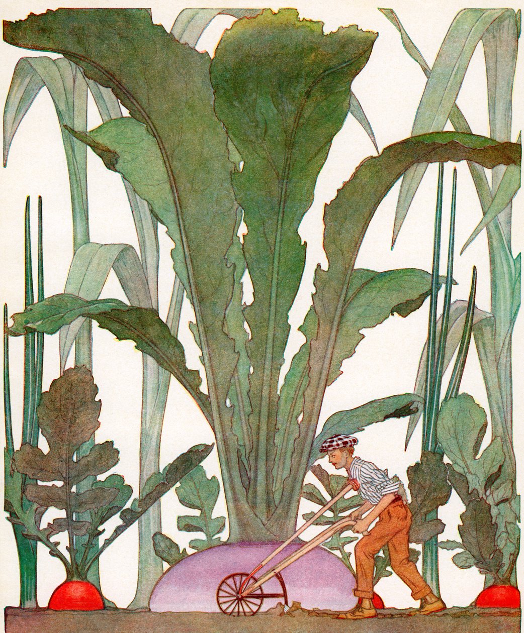 Agricultor a cultivar legumes gigantescos na horta de American School