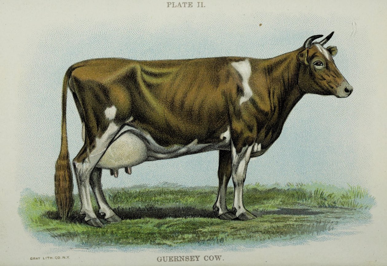 Guernsey Cow, do 