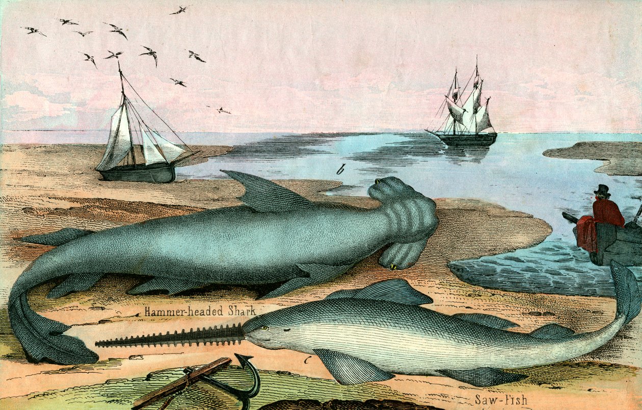 Tubarão-martelo e Peixe-serra de American School