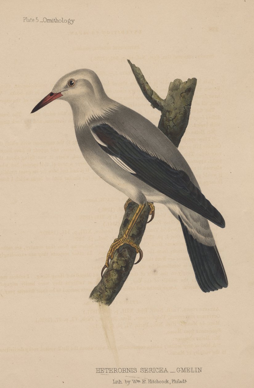Heterornis Sericea (Gmelin), 1855 de American School