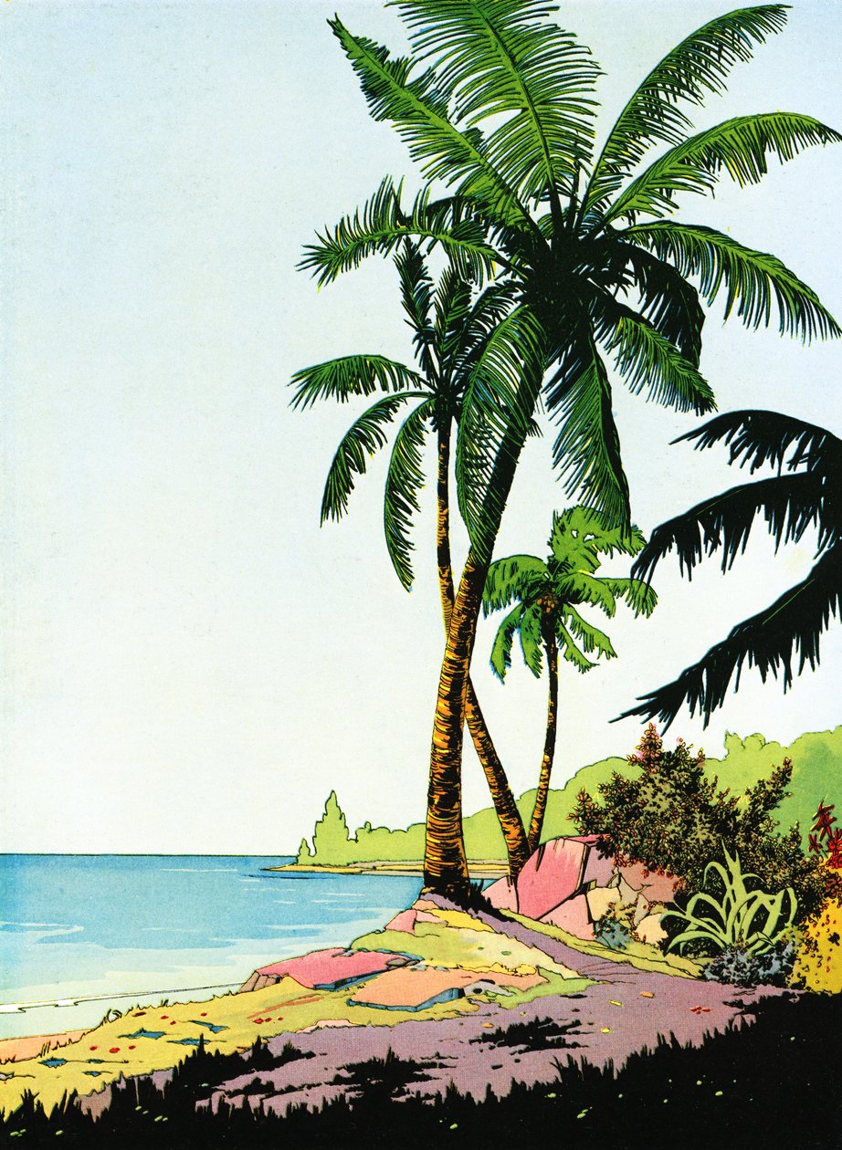 Ilustração do Paraíso das Praias com Palmeiras de American School