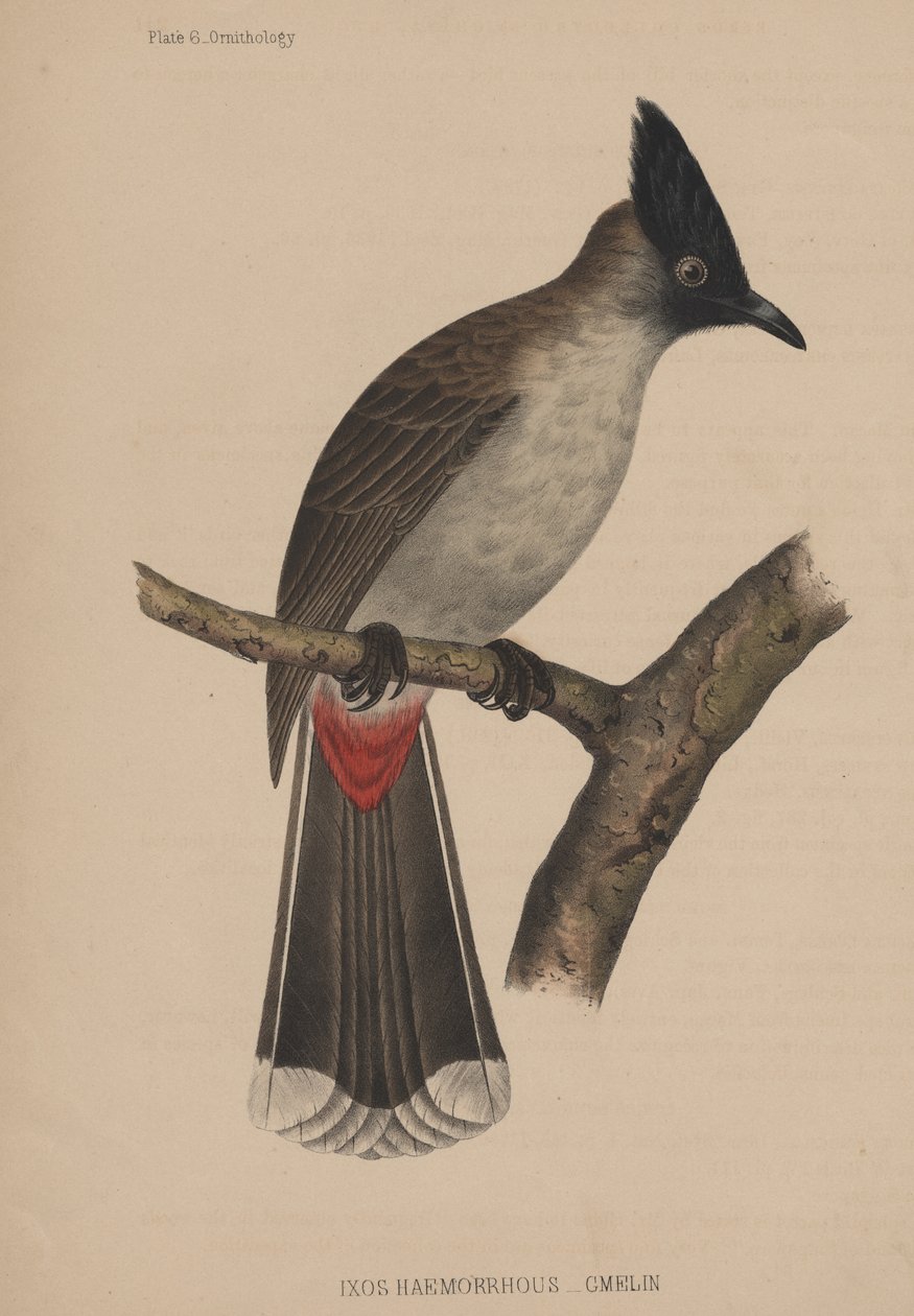 Ixos Haemorrho (Gmelin) de American School