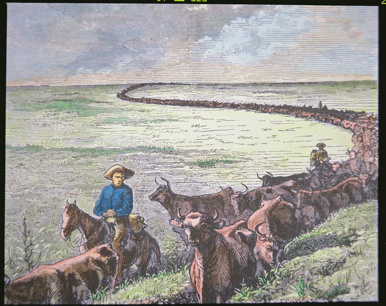 O gado Longhorn conduz do Texas até Abilene, Kansas, c.1870s (cor litho) de American School