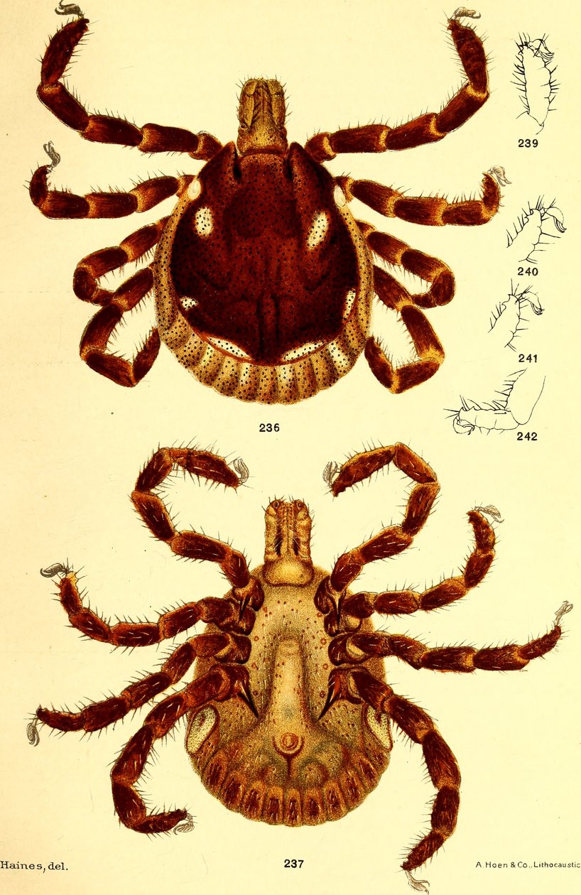 Male Ablyomma Americanum, ilustração de "Cattle ticks (Ixodoidea) of the United States" de D. E. Salmon e Charles Wardell de American School