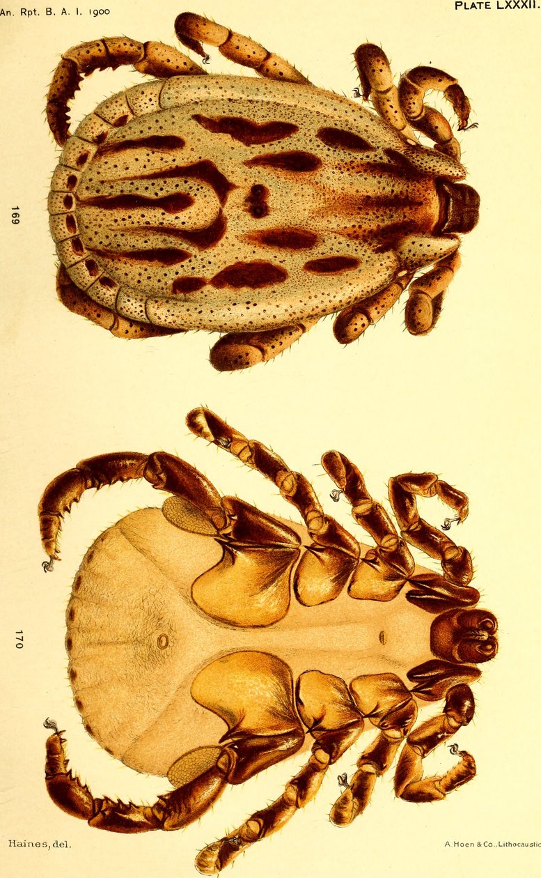 Dermacentor reticulatus masculino, ilustração de "Cattle ticks (Ixodoidea) of the United States" (Carrapatos de Gado (Ixodoidea) dos Estados Unidos da América) de American School