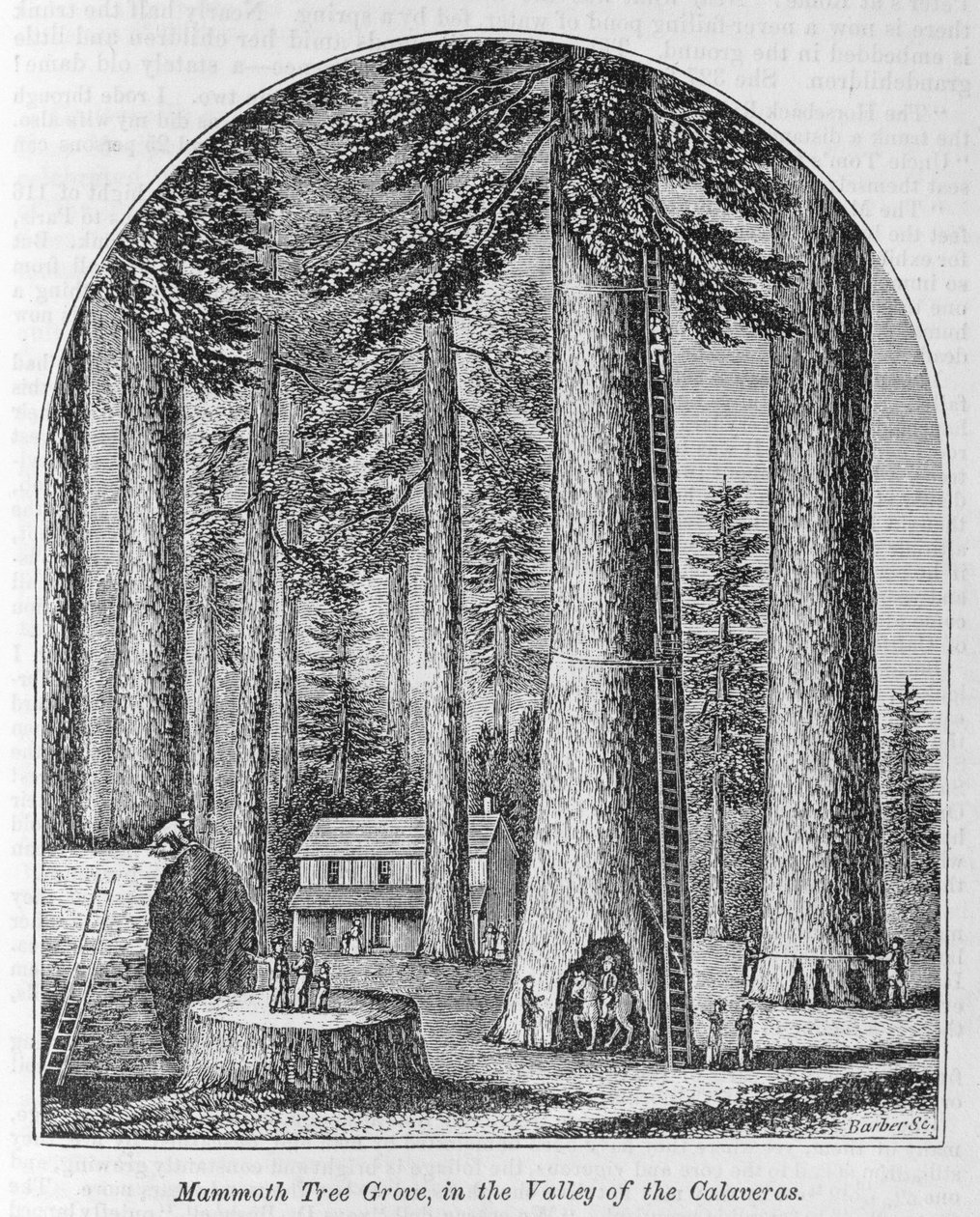 Bosque de árvores gigantescas no Vale das Calaveras, de &39;Todo o nosso País: O Passado e o Presente, Histórico e Descritivo&39;, de John Warner Barber e Henry Hare, 1861 de American School