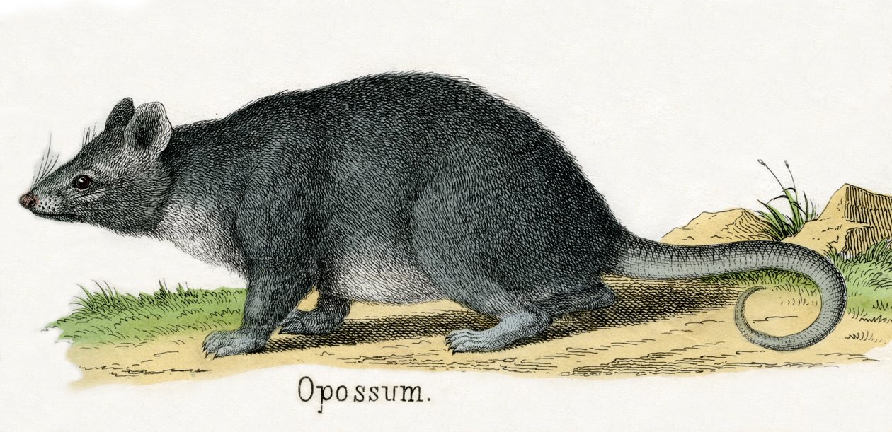 Opossum, de A História Natural dos Animais de American School