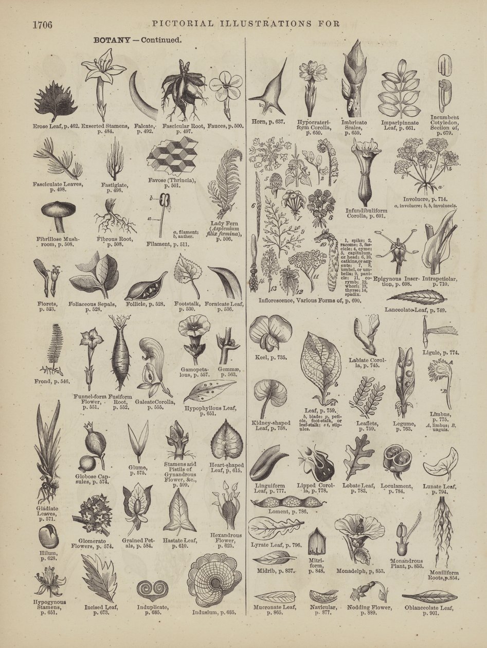 Página do Dicionário Completo de Webster (George Bell de American School