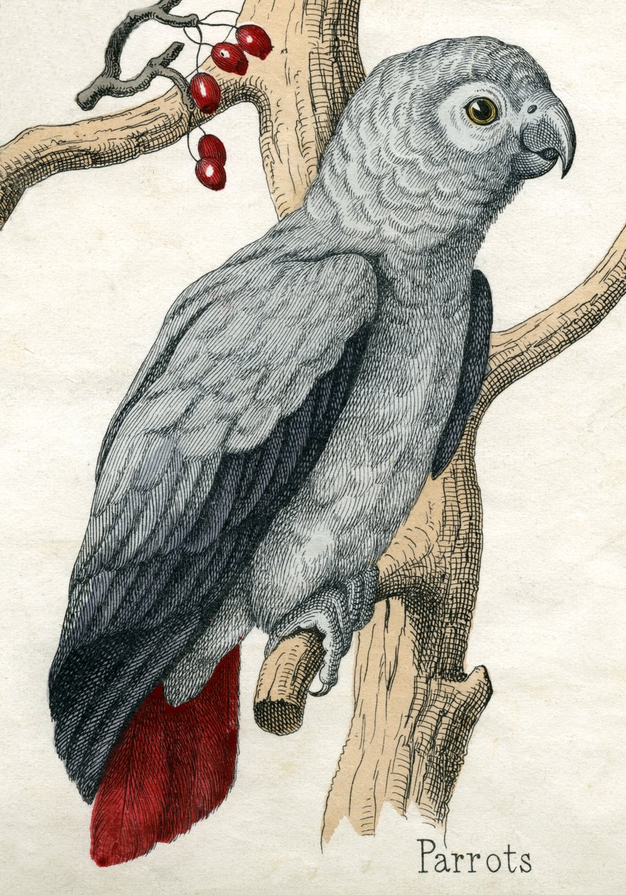 Papagaio, de A História Natural dos Animais de American School