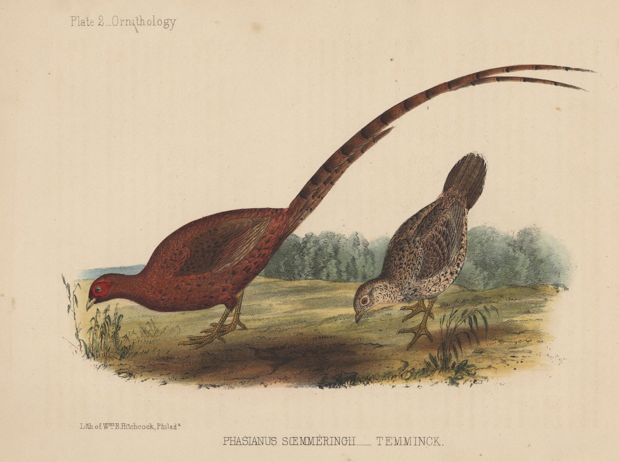 Phasianus Soemmeringh (Temminck) de American School