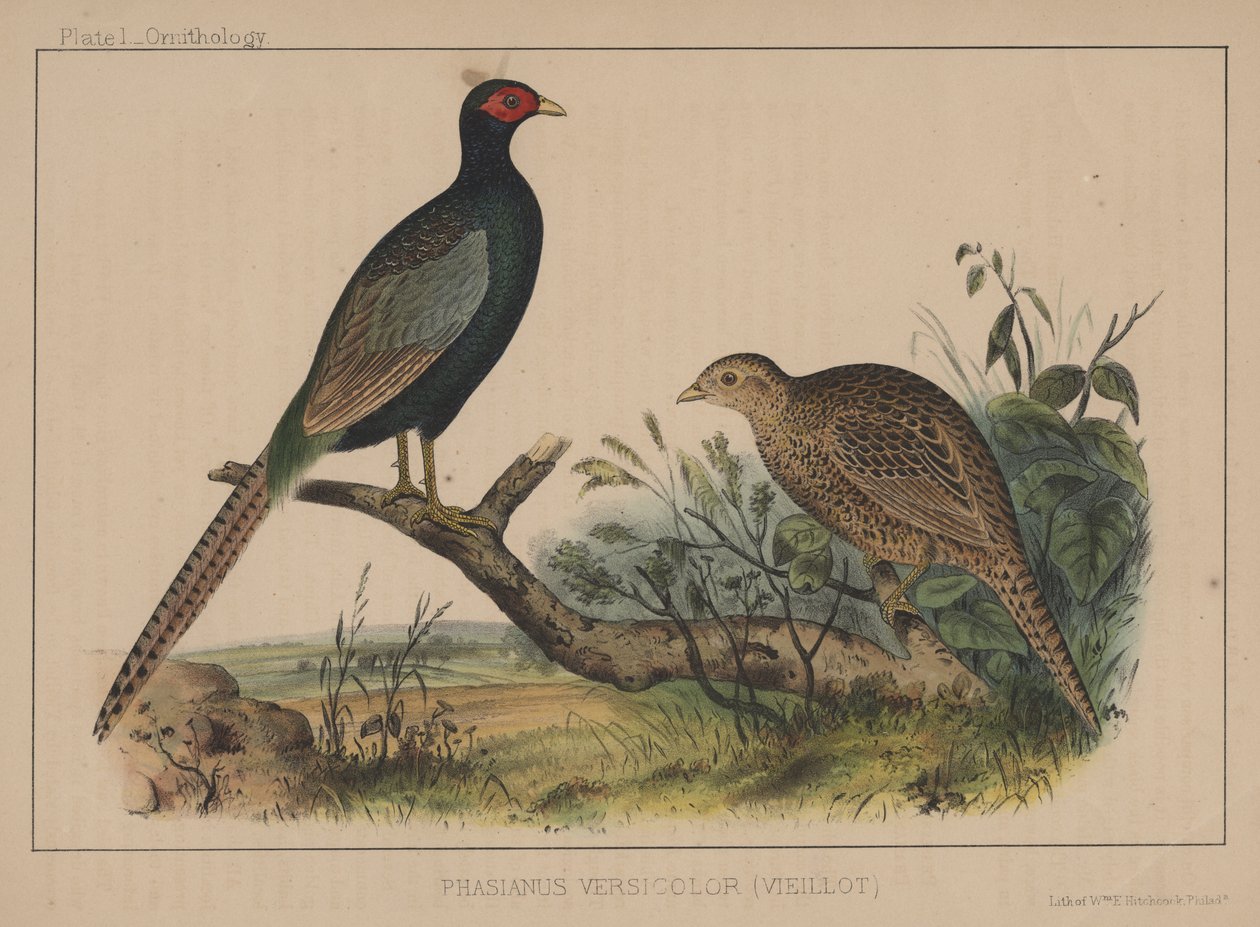 Phasianus Versicolor (Vieillot) de American School
