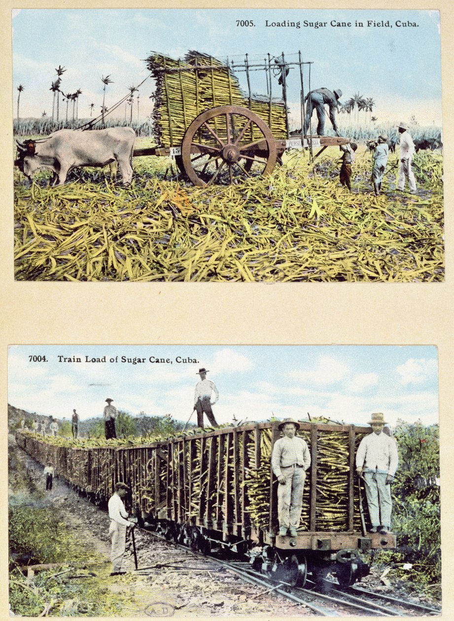 Cartões postais representando plantações de cana-de-açúcar em Cuba, c.1910 de American School