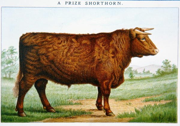 Prémio Touro curto (cor litho) de American School