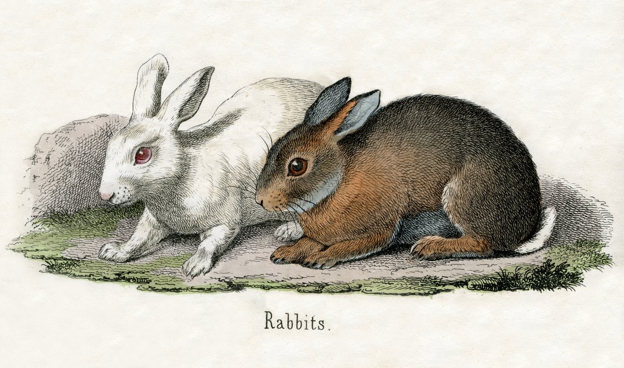 Coelhos, de A História Natural dos Animais de American School
