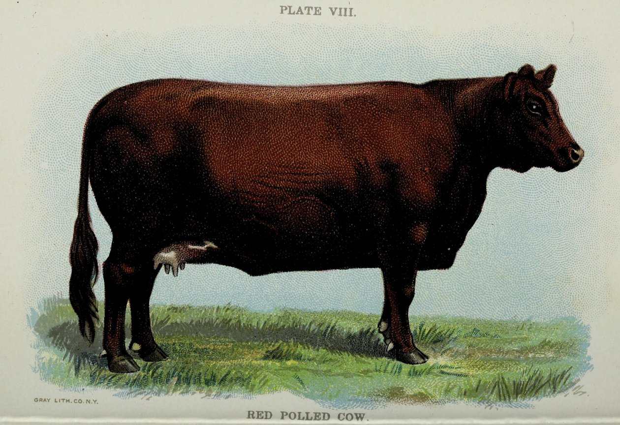 Red Polled Cow, do 