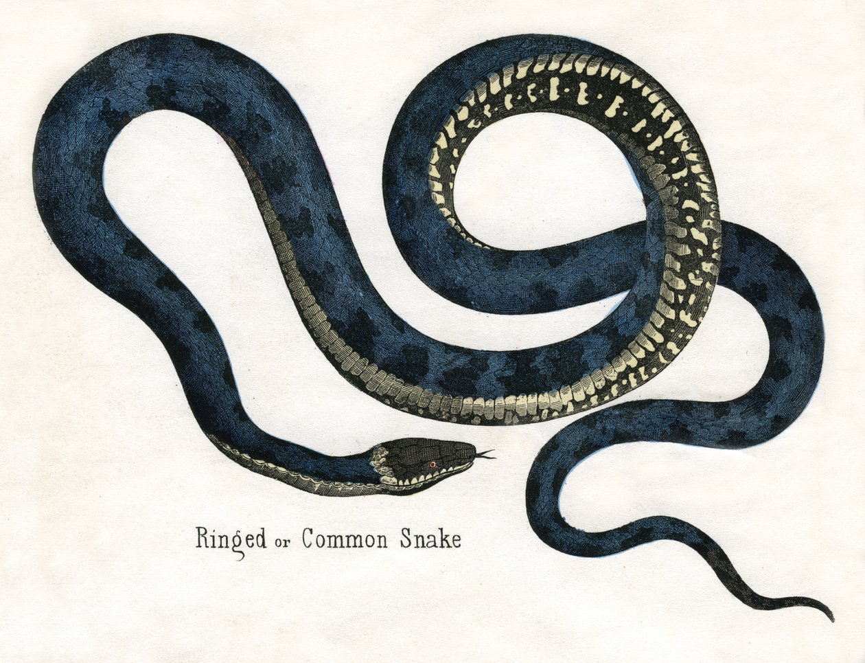 Serpente Comum ou Anelada, de The Natural History of Animals de American School