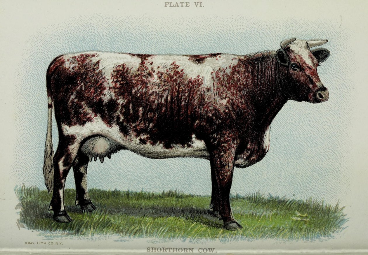 Vaca Shorthorn, de "Biggle Cow Book", de Jacob Biggle, 1898 de American School